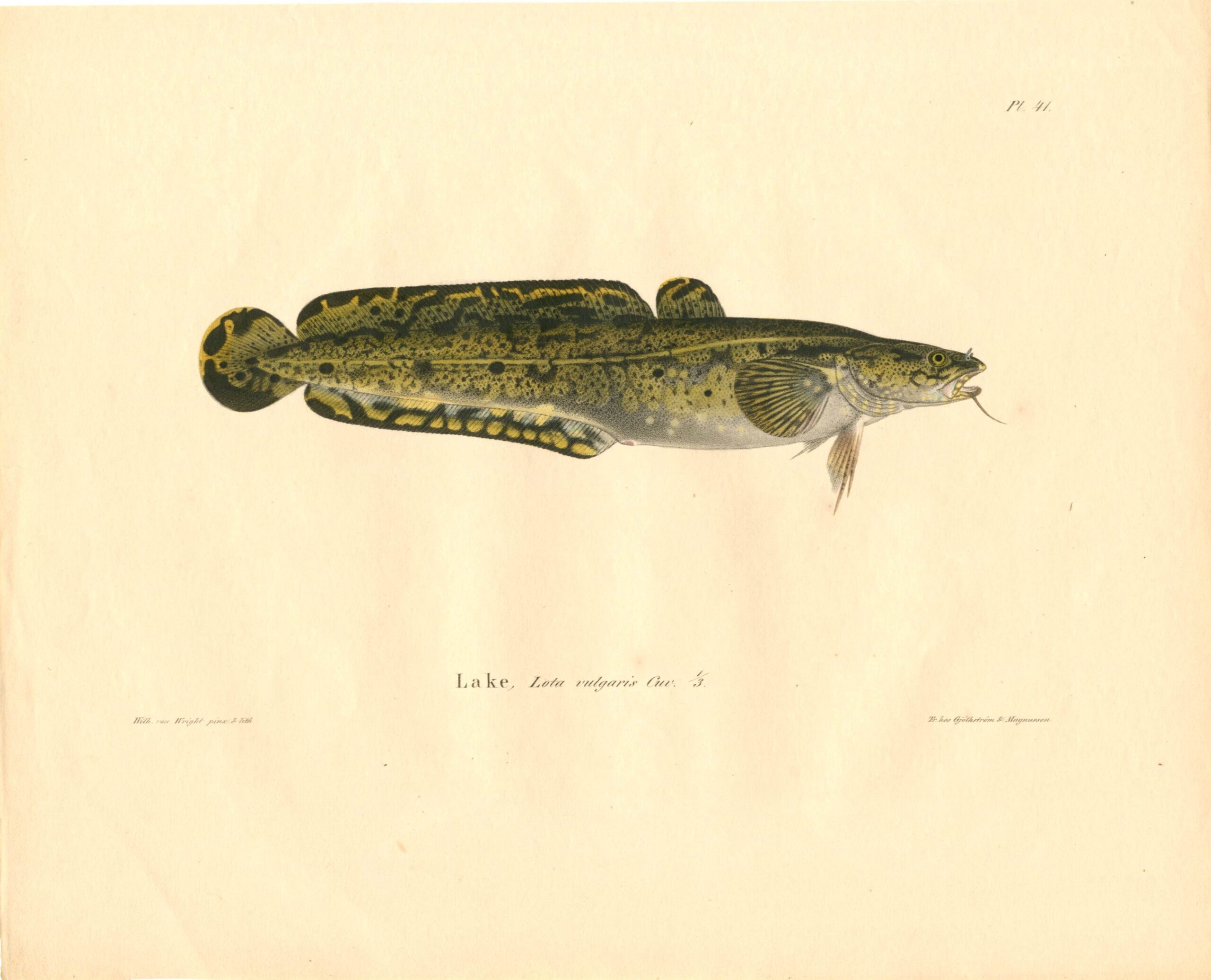 Antique hand-colored lithograph of a Burbot (Lota vulgaris) by Wilhelm von Wright, featuring realistic textures and vibrant earth tones. | Wilhelm von Wrightin Made-litografia. | Litografiskt plansch av Lake av Wilhelm von Wright.
