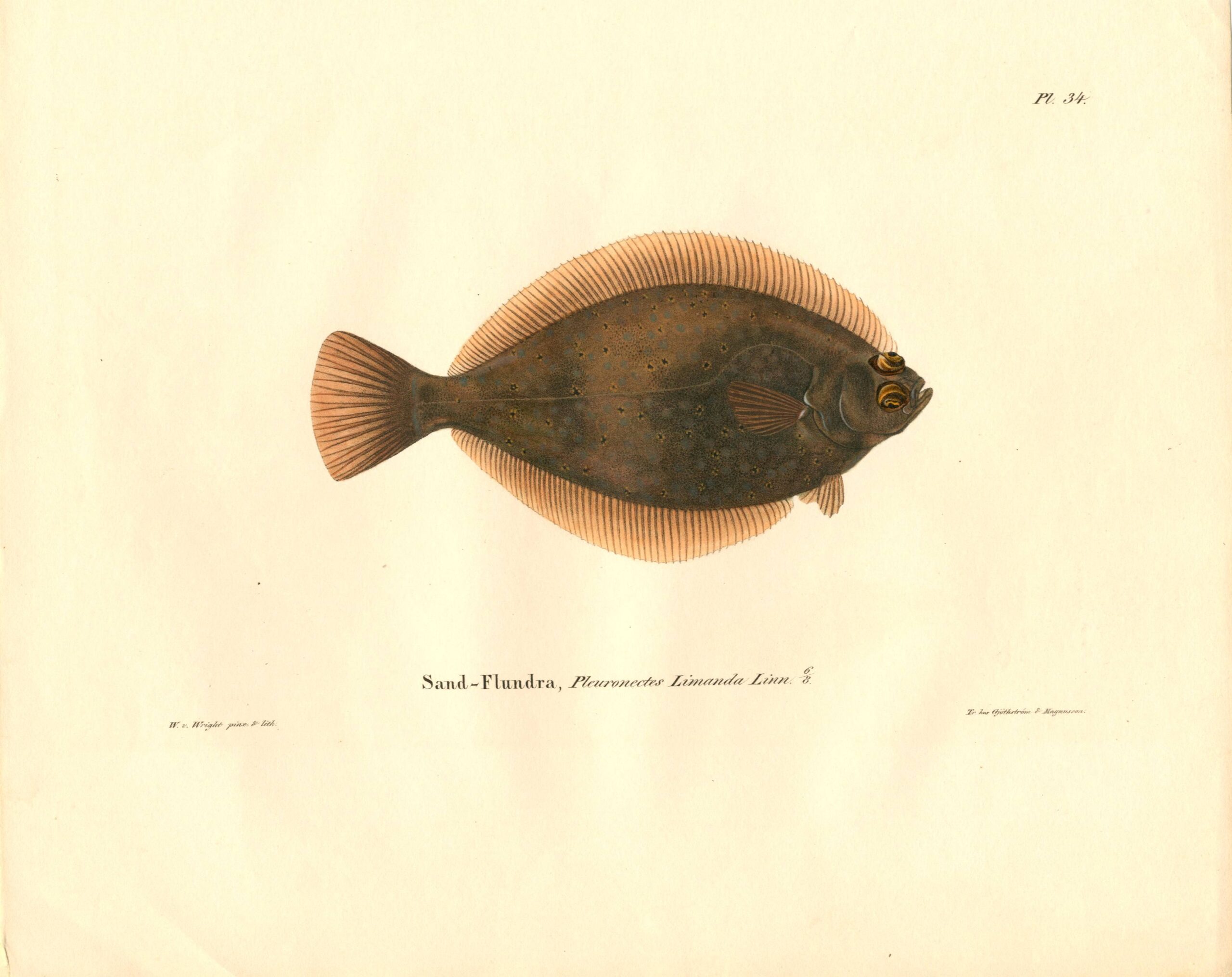 Antique hand-colored lithograph of a Common dab (Pleuronectes Limanda Linn.) by Wilhelm von Wright, featuring realistic textures and vibrant earth tones. | Wilhelm von Wrightin Hietakampela-litografia. | Litografisk plansch av Sandflundra av Wilhelm von Wright.