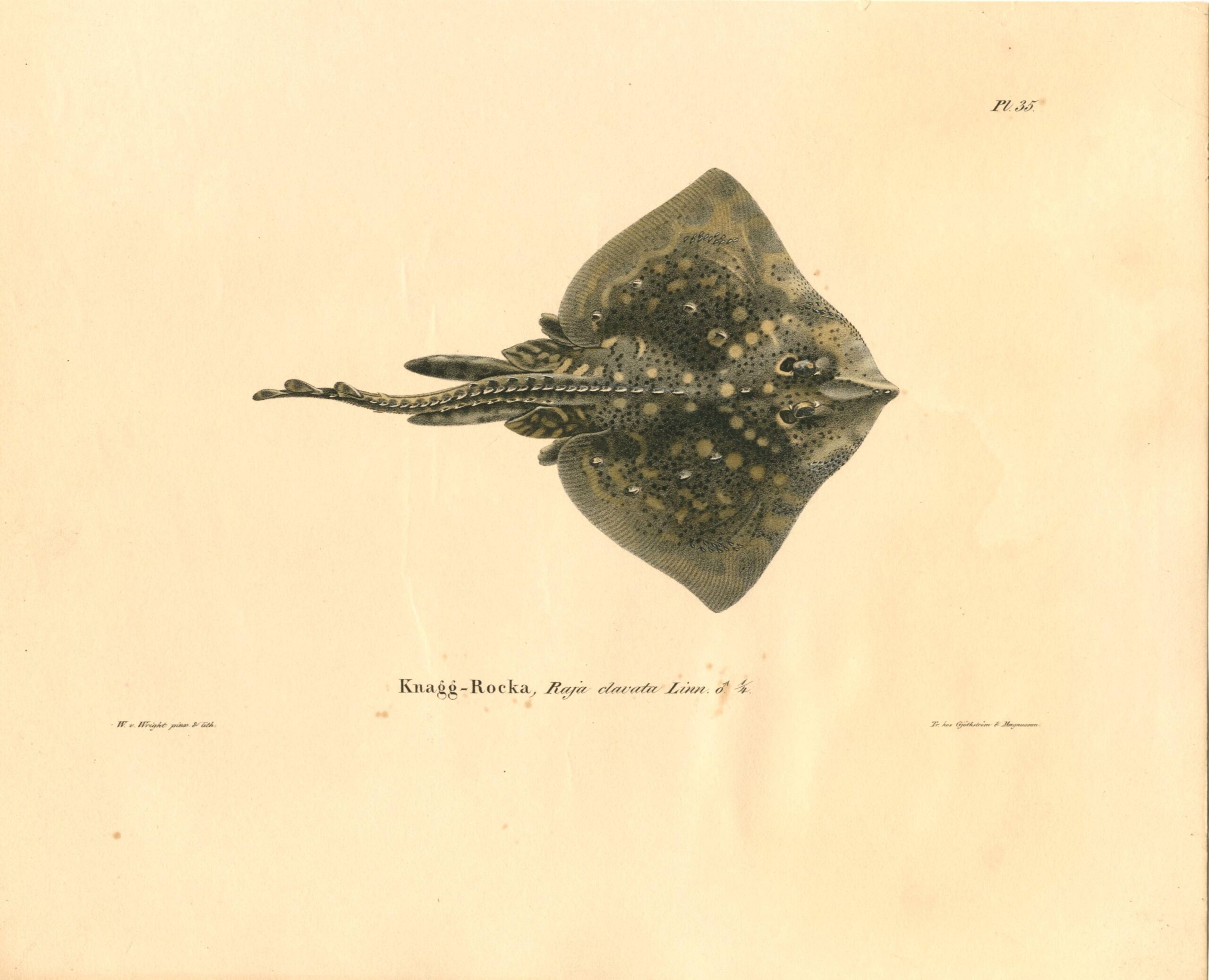 Antique hand-colored lithograph of a Ray fish (Raja clavata) by Wilhelm von Wright, featuring realistic textures and vibrant earth tones. | Wilhelm von Wrightin Okarausku -litografia. | Litografiskt plansch av Knaggrocka av Wilhelm von Wright.