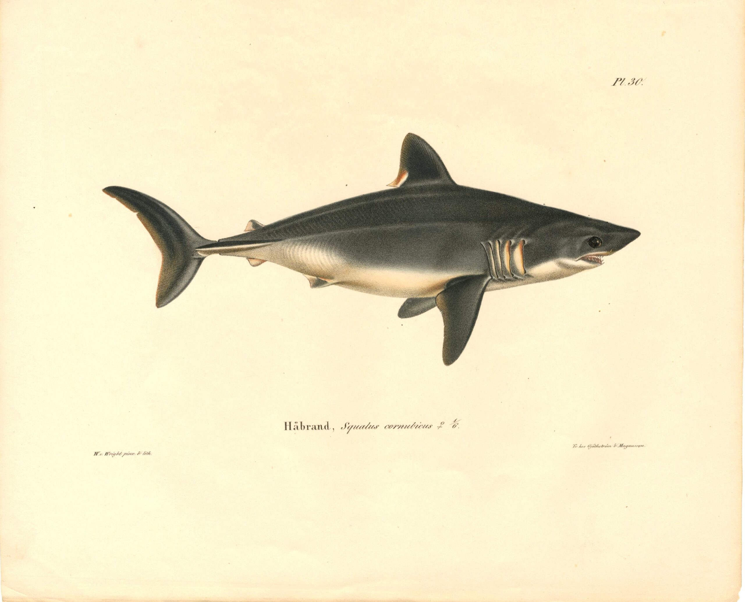 Antique hand-colored lithograph of a Porbeagle shark (Squalus cornubicus) by Wilhelm von Wright. Wilhelm von Wrightin Sillihai-litografia. Håbrand - litografi av Wilhelm von Wright.