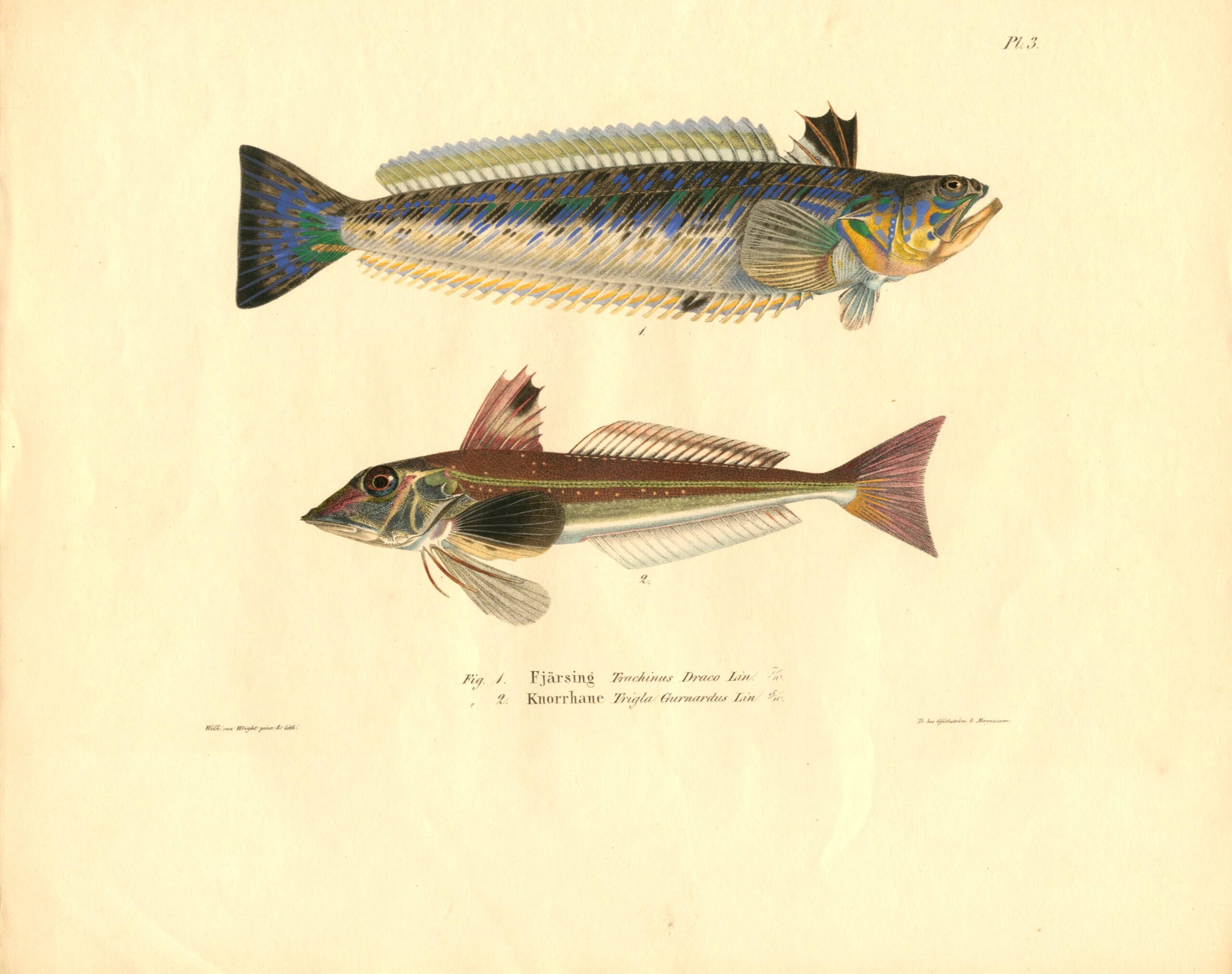 Wilhelm von Wright's fish lithograph of a Greater weever (Trachinus draco Lin.). Von Wrightin Louhikala & Kyhmykurnusimppu. Von Wright fiskplansch, Fjärsing & Knorrhane.